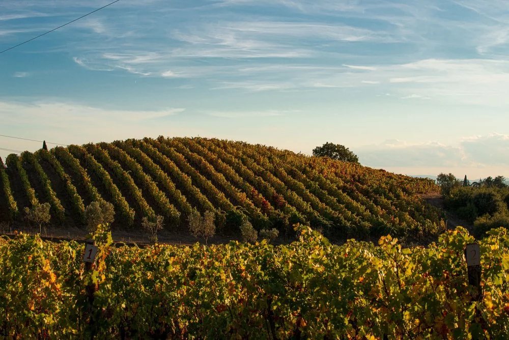 Azienda Agricola Rigoli, Campiglia Marittima, Italy