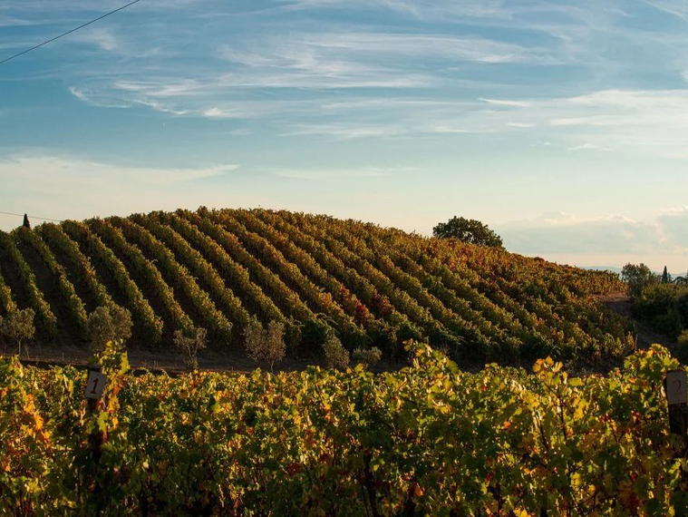 Azienda Agricola Rigoli, Campiglia Marittima, Italy