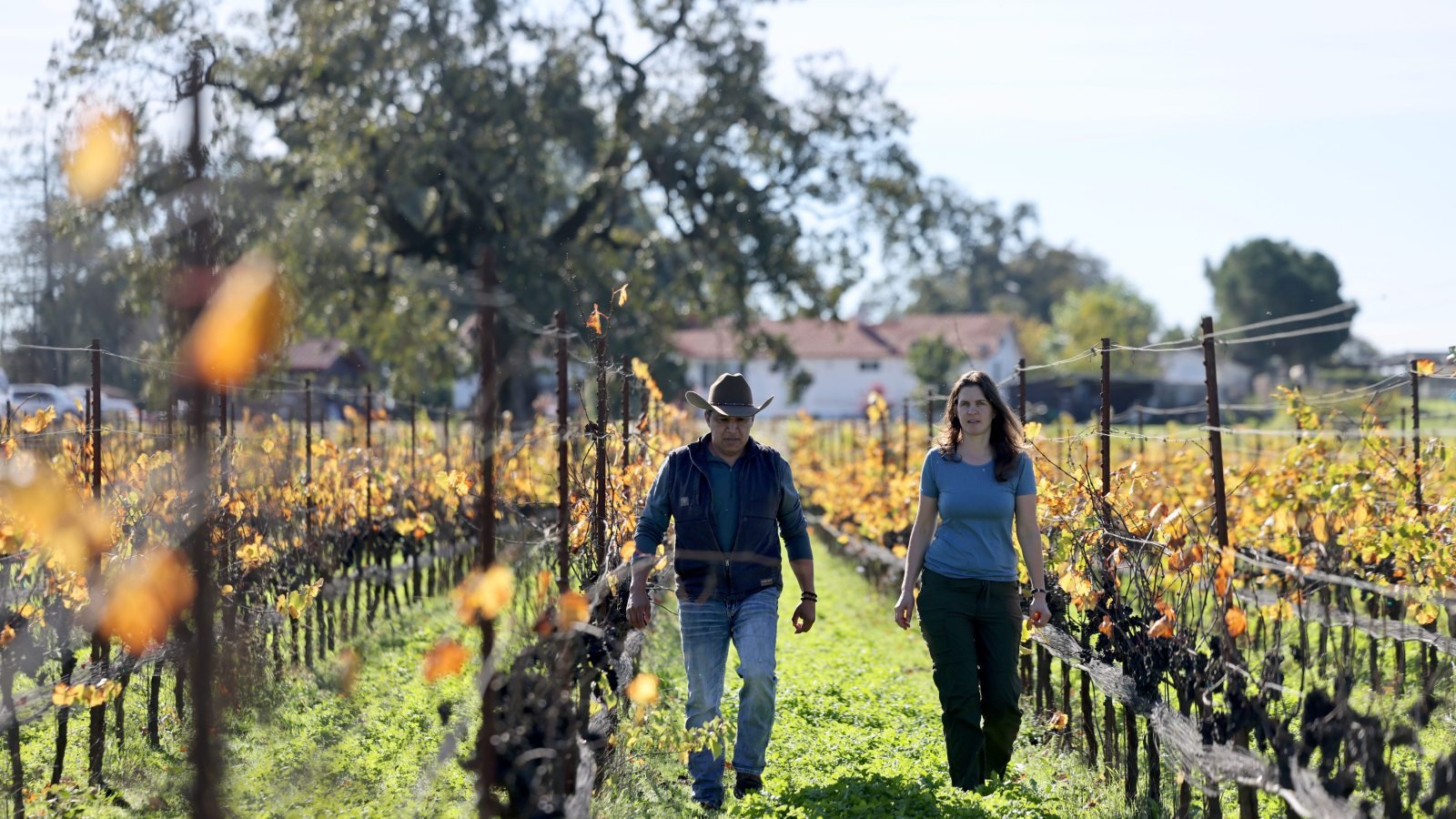 Tierra Roja Vineyards, Oakville, United States