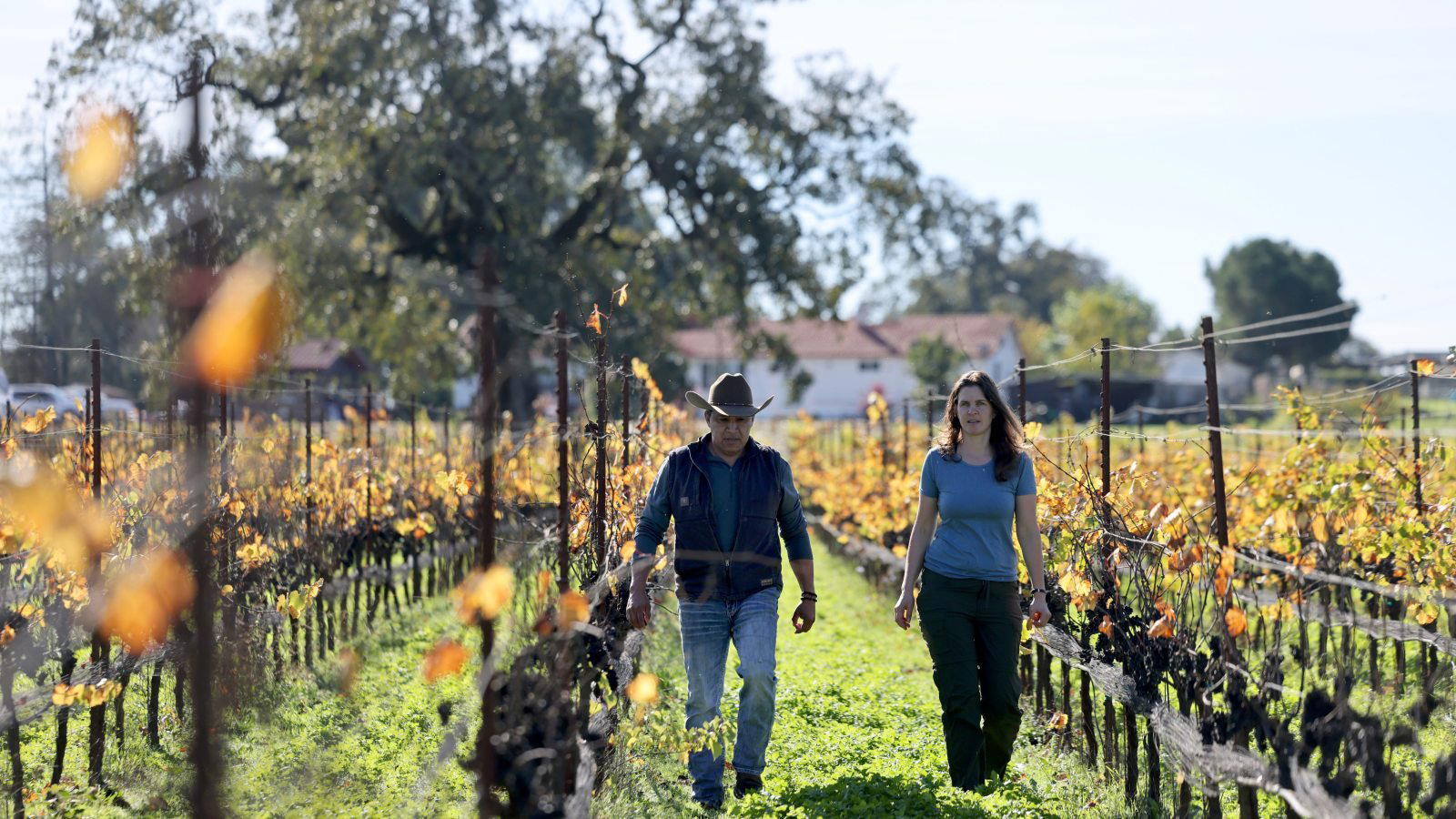 Tierra Roja Vineyards winery in Oakville, United States