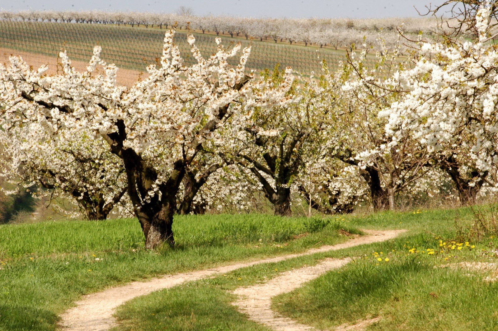 Le Domaine d'Edouard