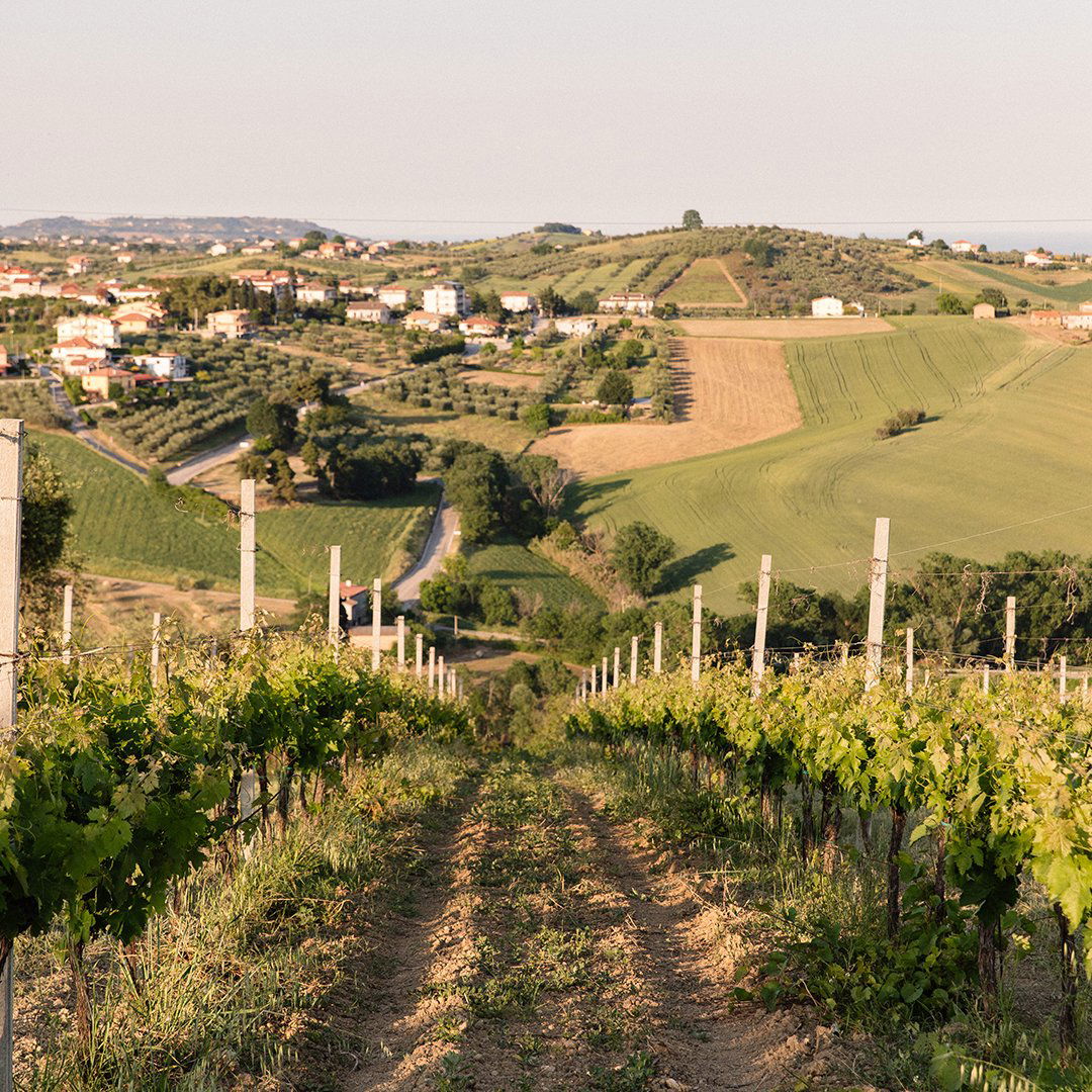 Cantina Strappelli, Winery in Torano Nuovo