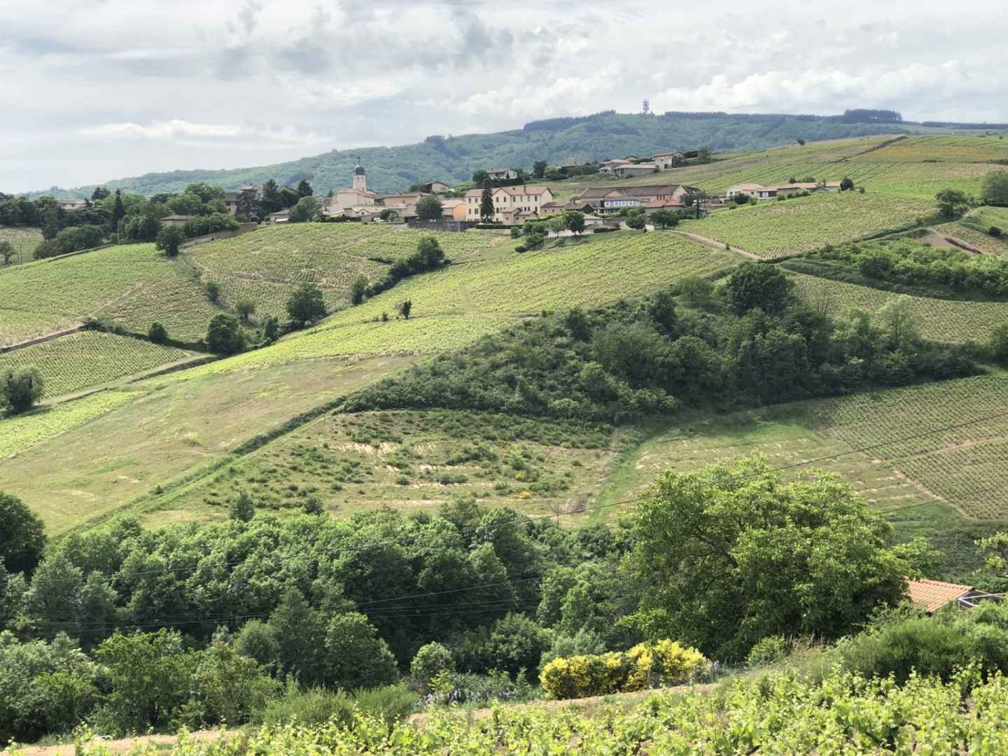 Domaine Chapel winery in Regnie Durette