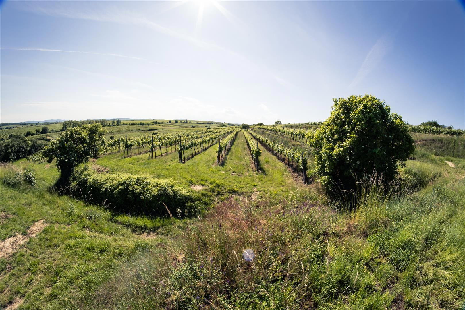 Weinbau Stattin winery in Lengenfeld