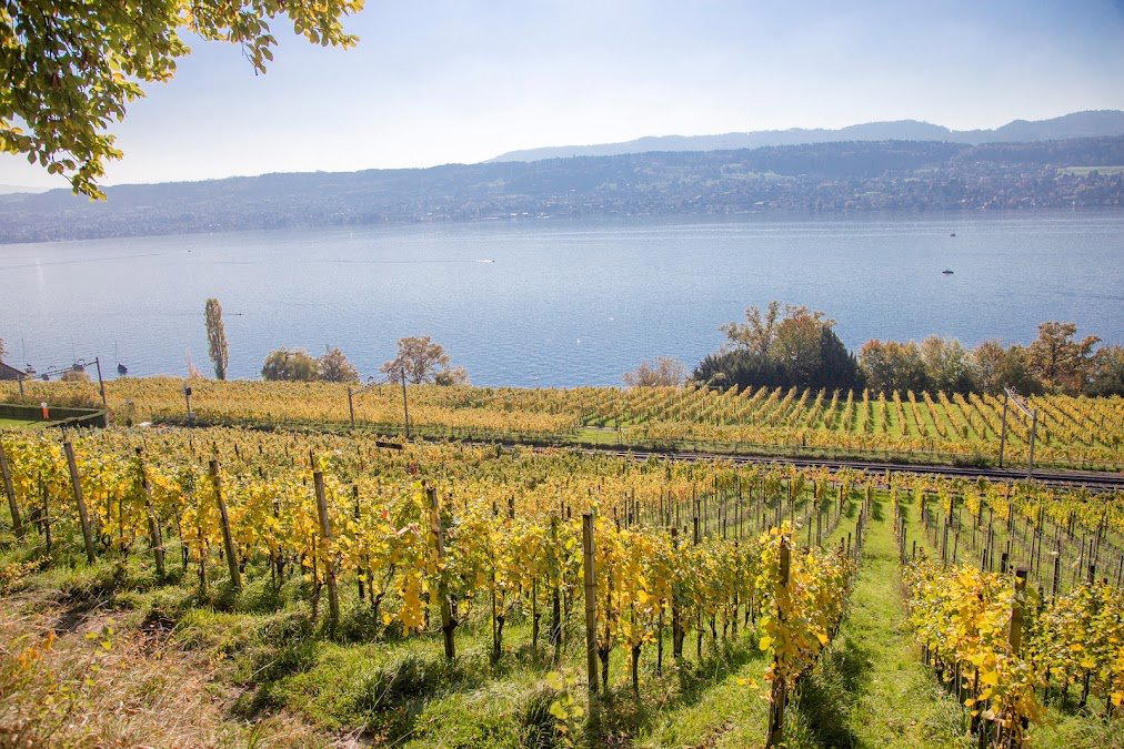 Weingut Schipf winery in Herrliberg