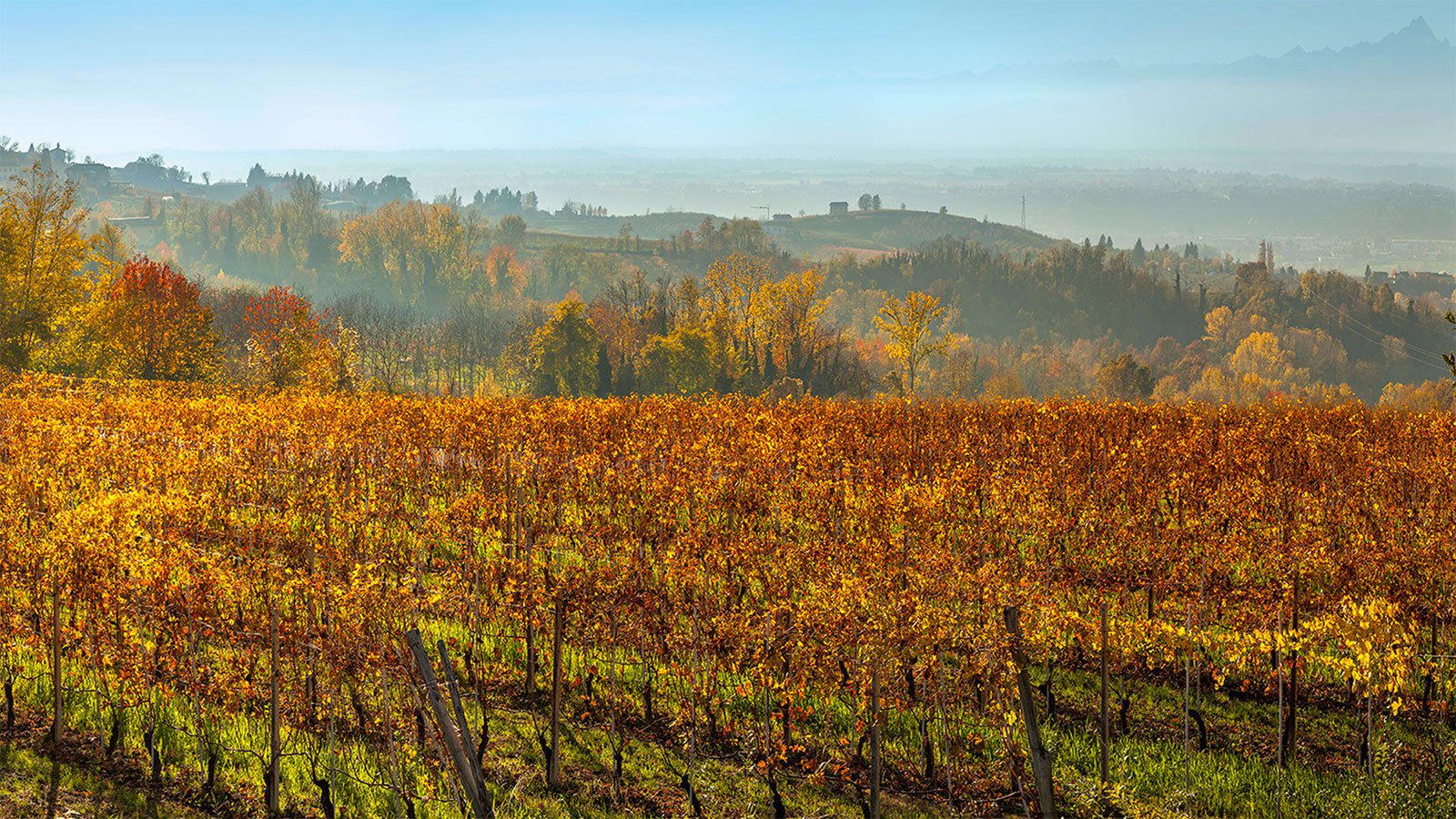 Azienda Agricola Reverdito Michele winery in Verduno, Italy