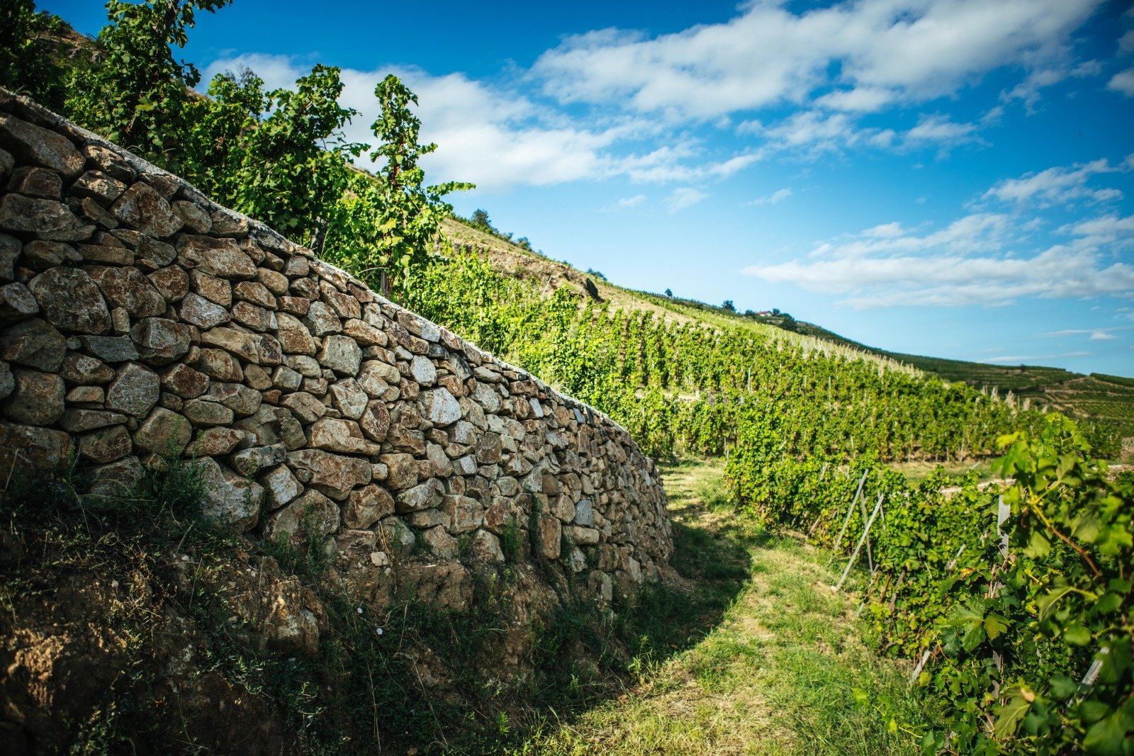 Domaine Pierre-Jean Villa, Chavanay, France
