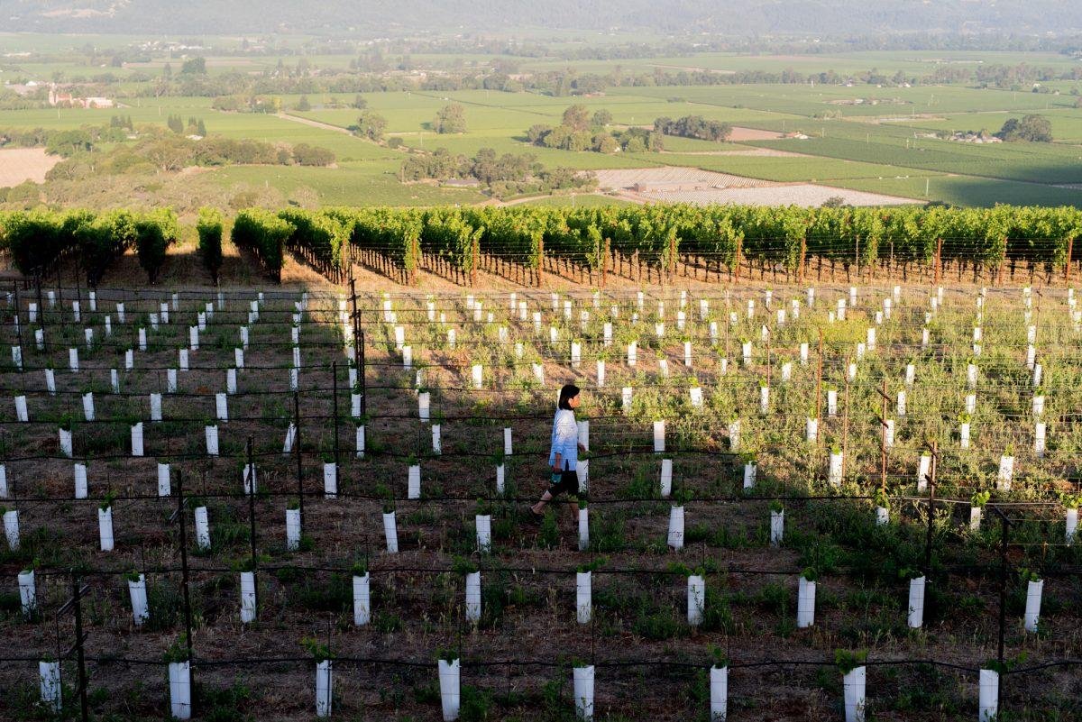 TEXTBOOK, Winery in Oakville