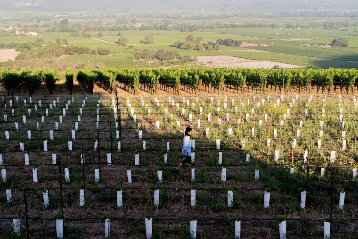 TEXTBOOK winery in Oakville, United States