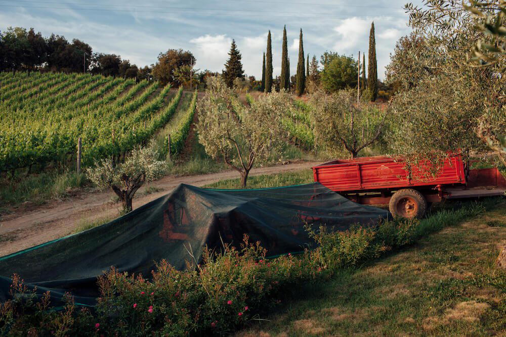 Salicutti winery in Montalcino, Italy
