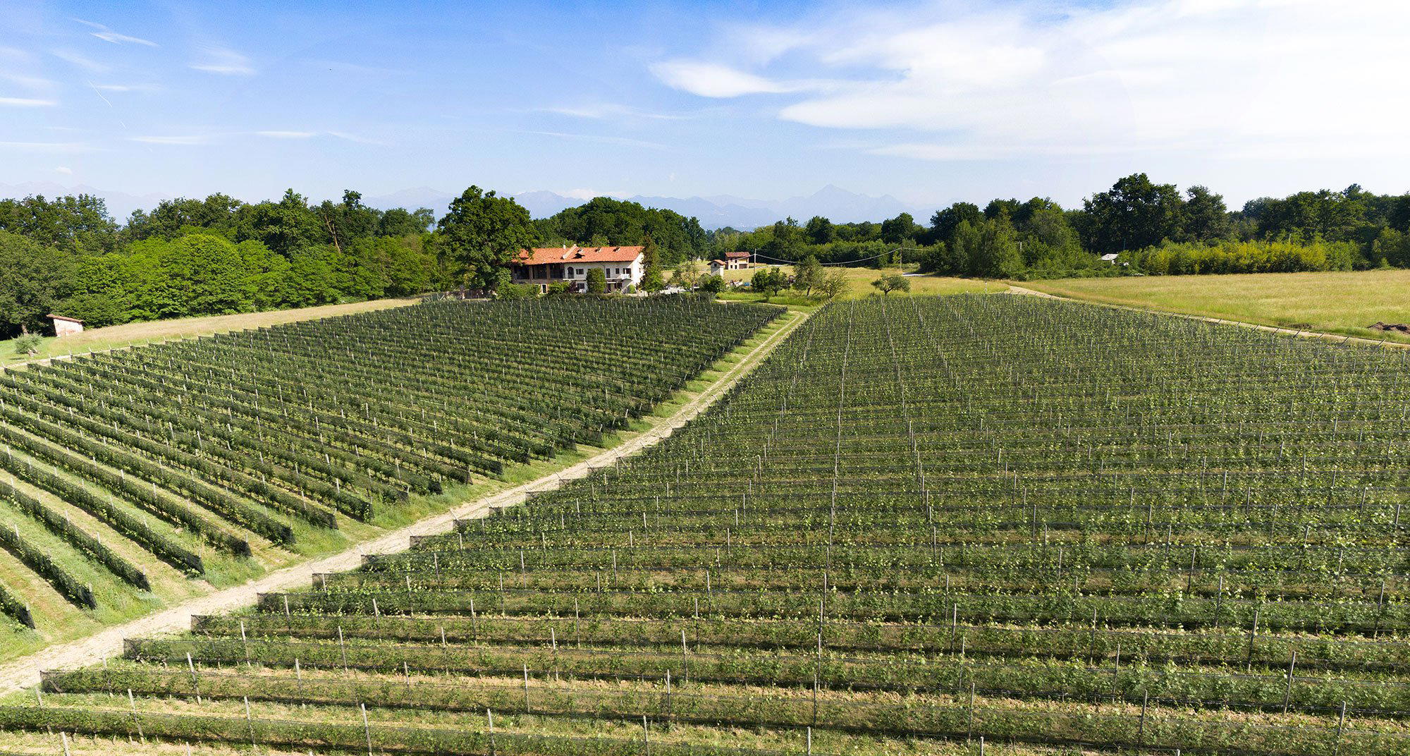 Proprietà Sperino winery in Lessona