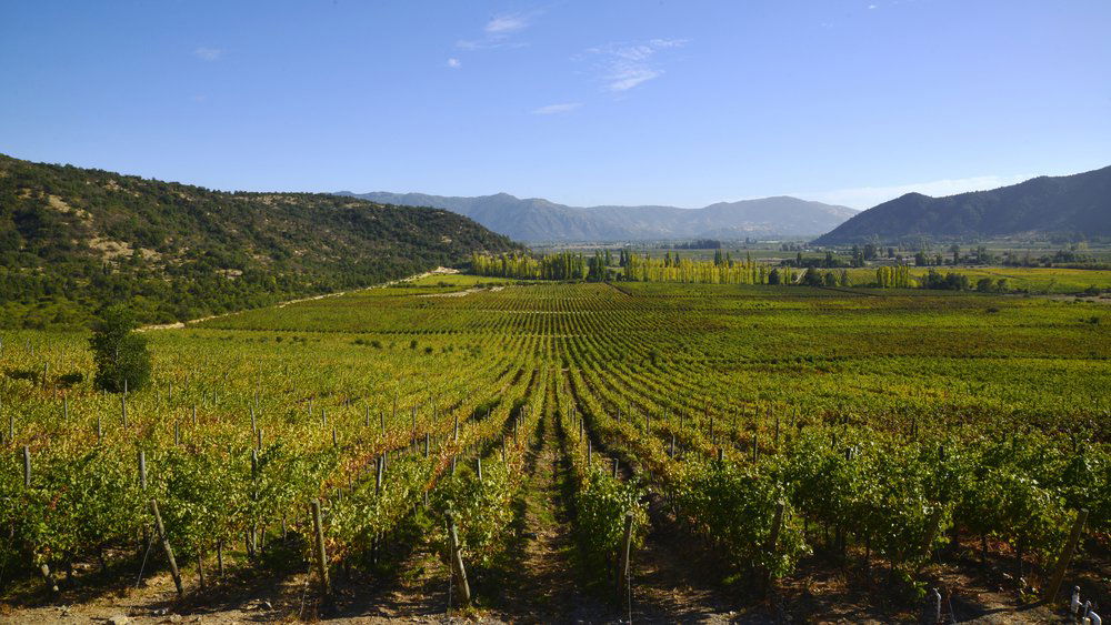 Viña Valdivieso, Winery in Lontué