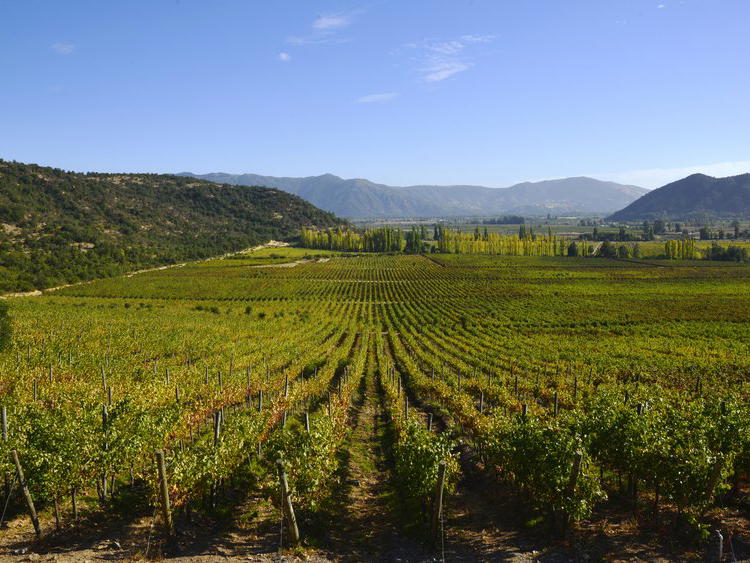 Viña Valdivieso, Lontué, Chile