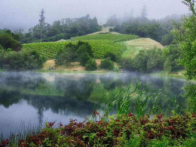 Lost In The Cellar, Ukiah, United States