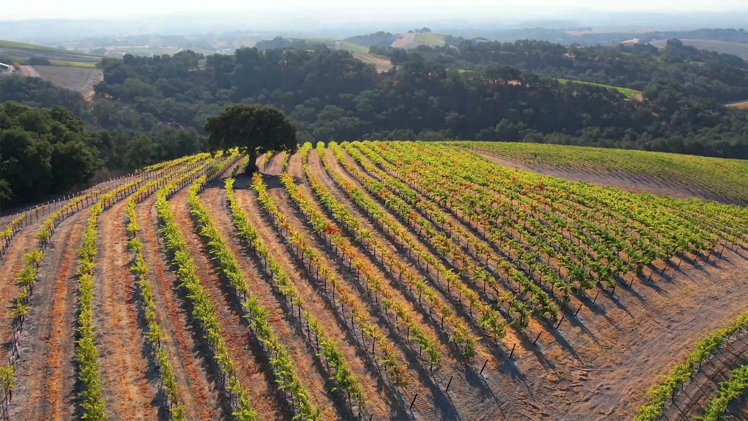 Midnight Cellars, Paso Robles, United States