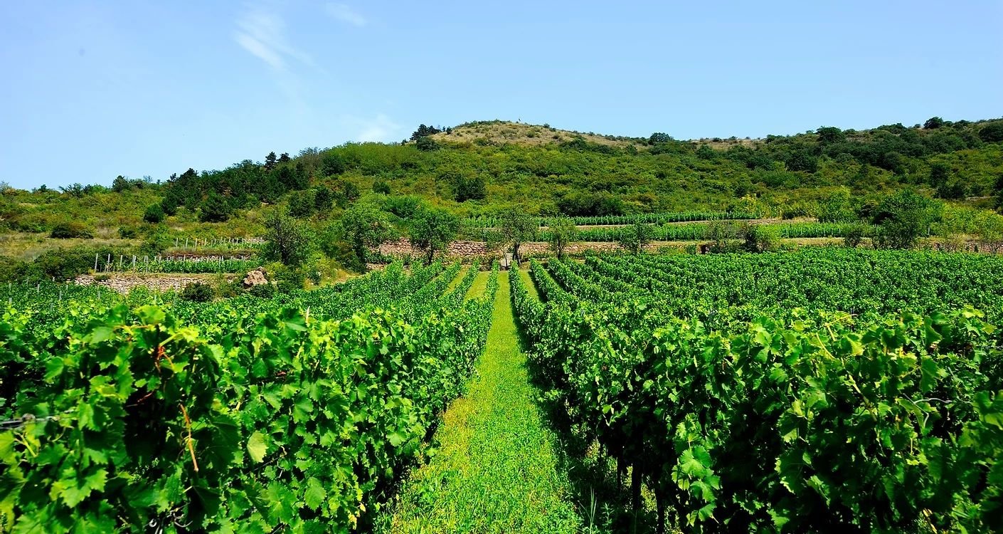 Pendits Winery