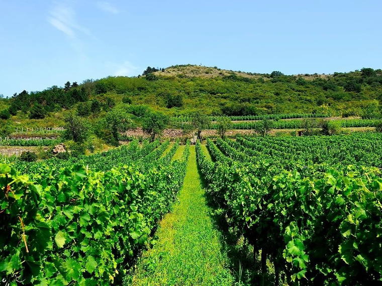 Pendits Winery, Abaújszántó, Hungary
