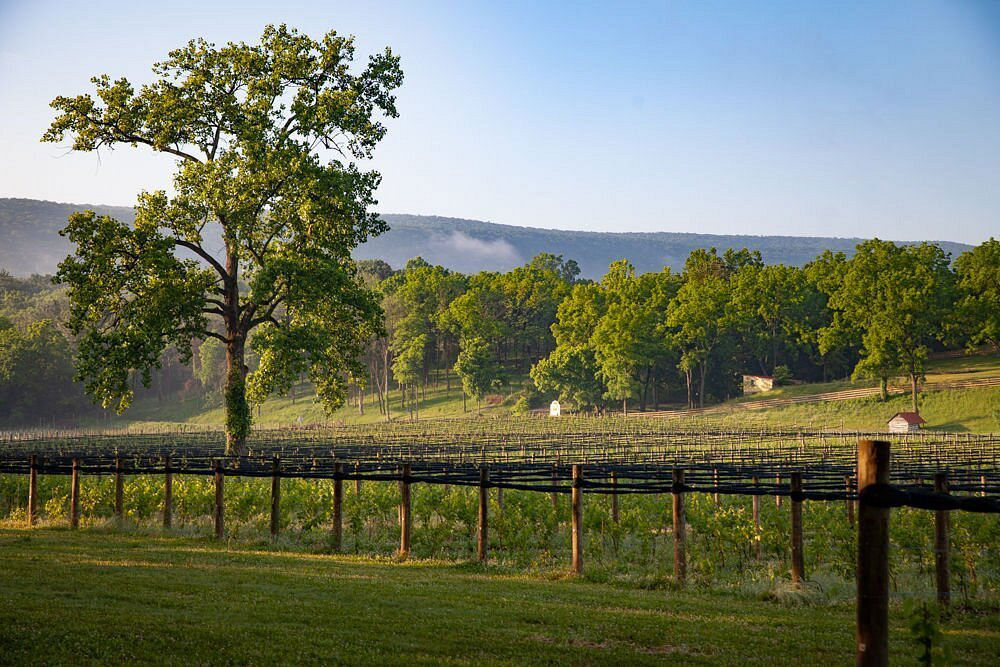 Muse Vineyards, Winery in Woodstock