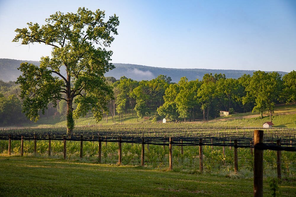 Muse Vineyards