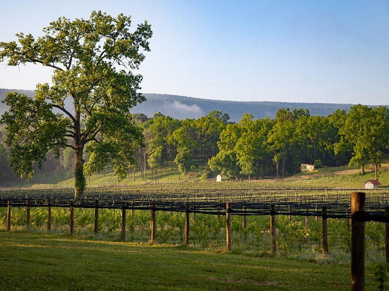 Muse Vineyards, Woodstock, United Kingdom