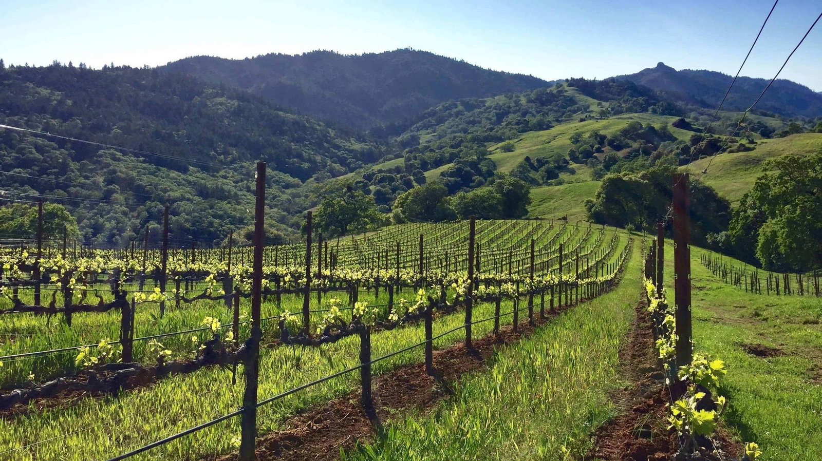 Masút Vineyard & Winery