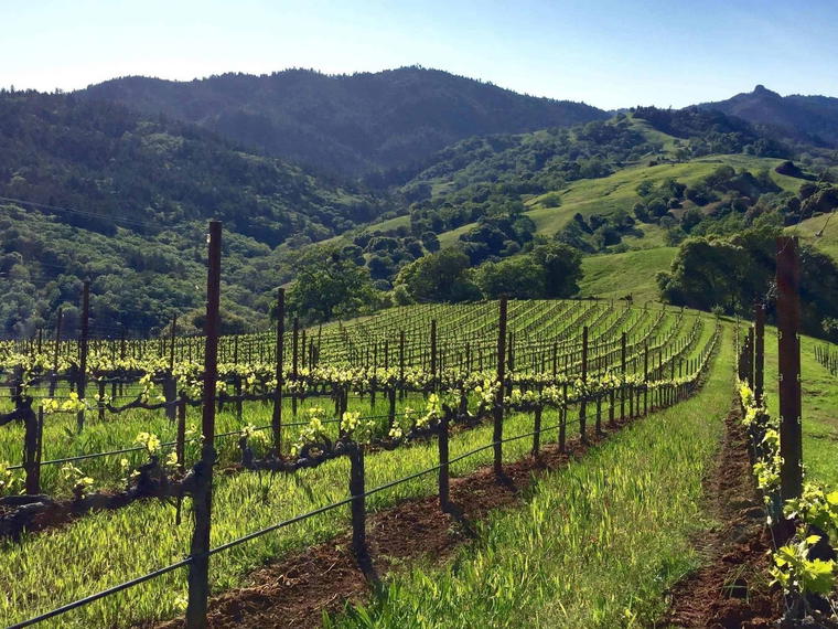 Masút Vineyard & Winery, Redwood Valley, United States