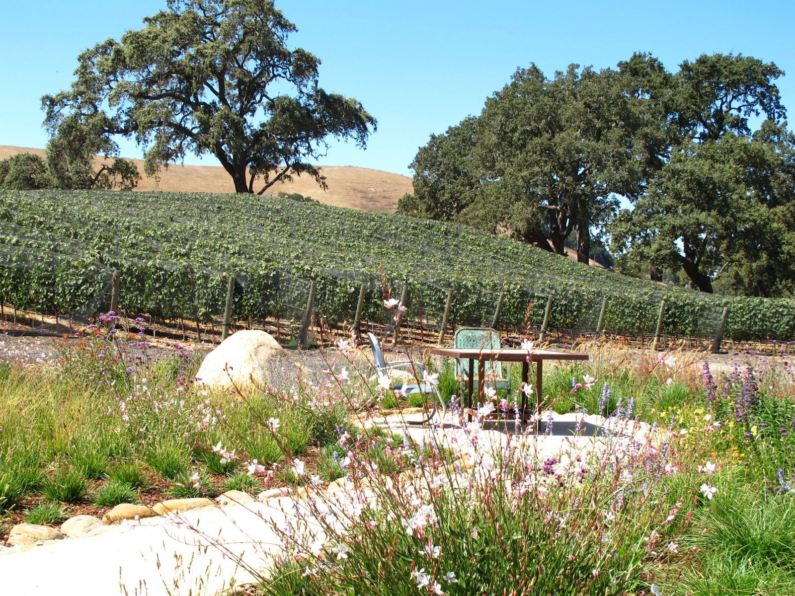 Refugio Ranch Vineyards, Santa Ynez, United States