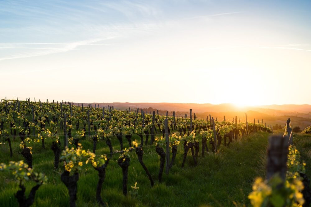 Neese Vineyards