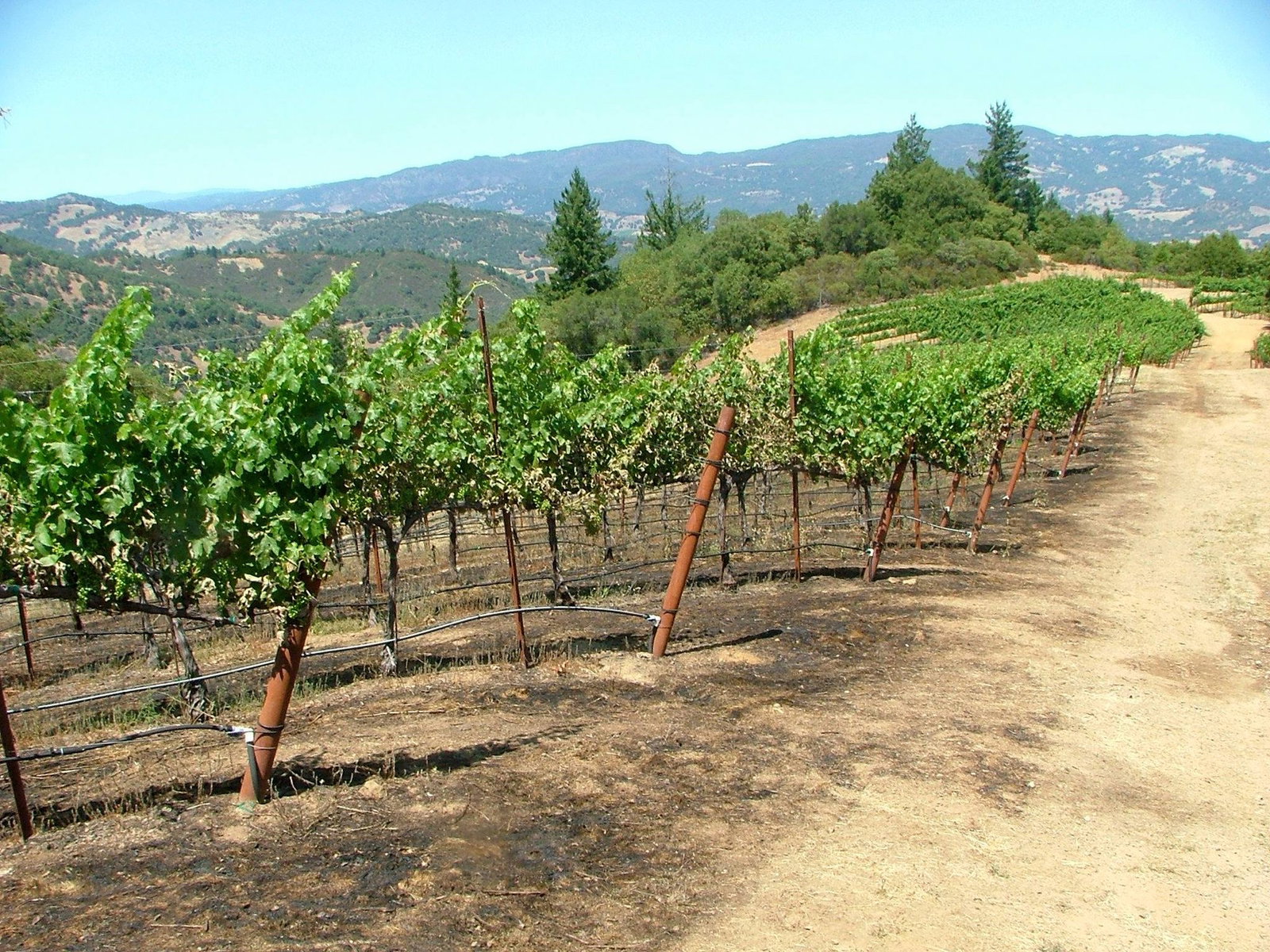 Albertina Wine Cellars