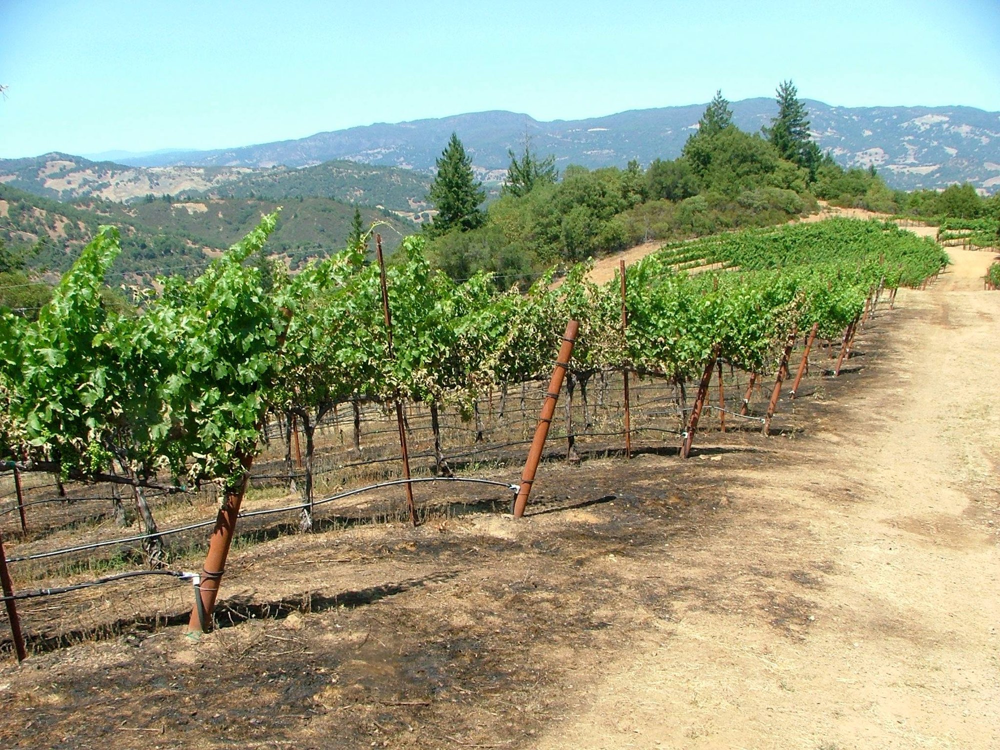 Albertina Wine Cellars winery in Hopland