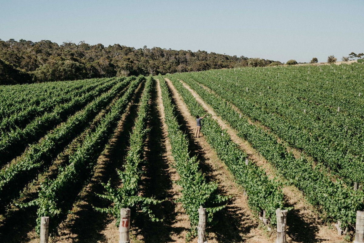 L.A.S. Vino, Winery in Margaret River