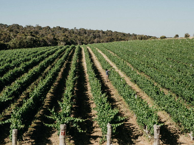 L.A.S. Vino, Margaret River, Australia
