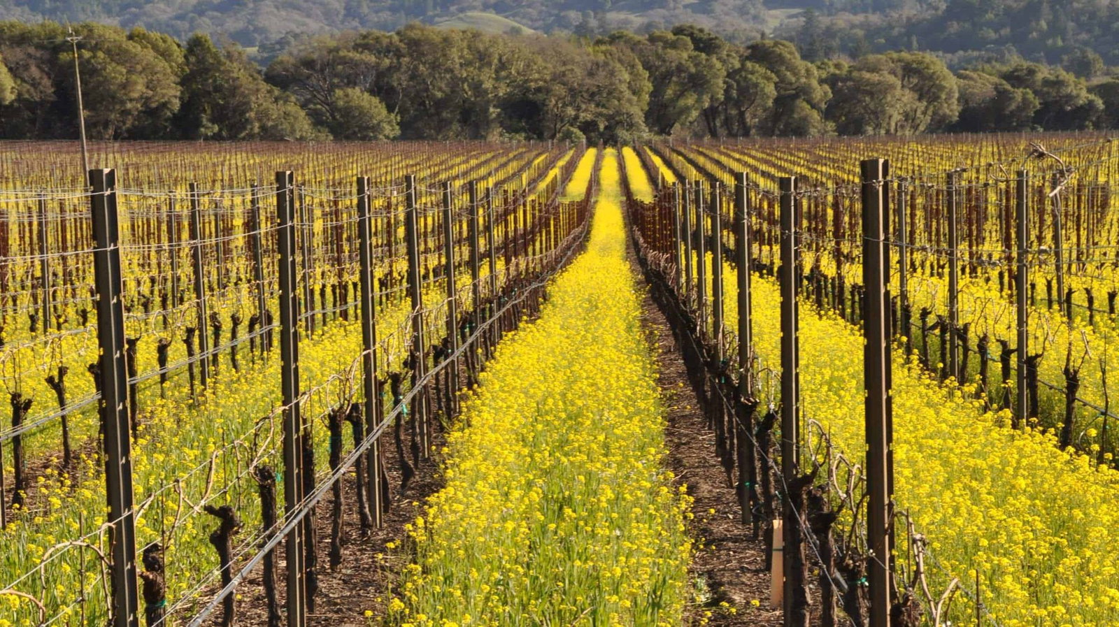 Fathers & Daughters Cellars