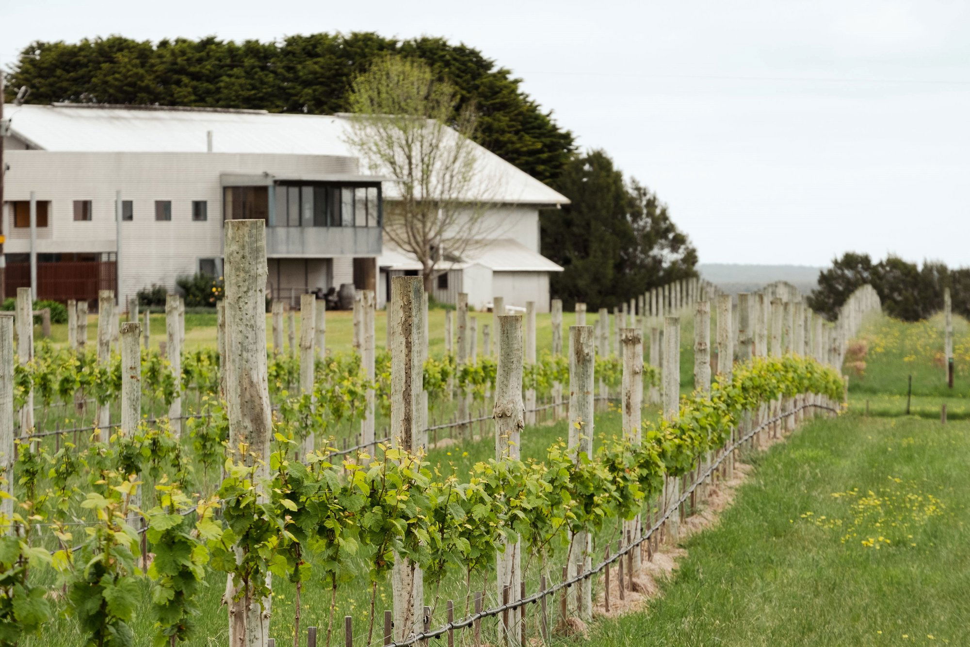 Crawford River Wines, Winery in Condah