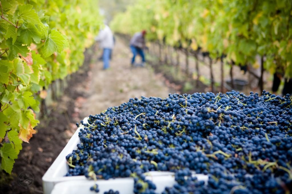 Bodega Toscanini