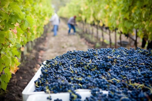 Bodega Toscanini