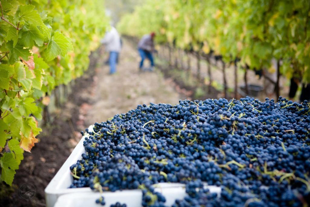 Bodega Toscanini winery in Canelones