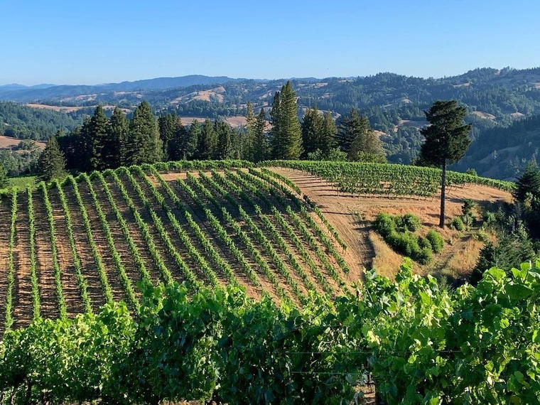Hirsch Vineyards, Cazadero, United States