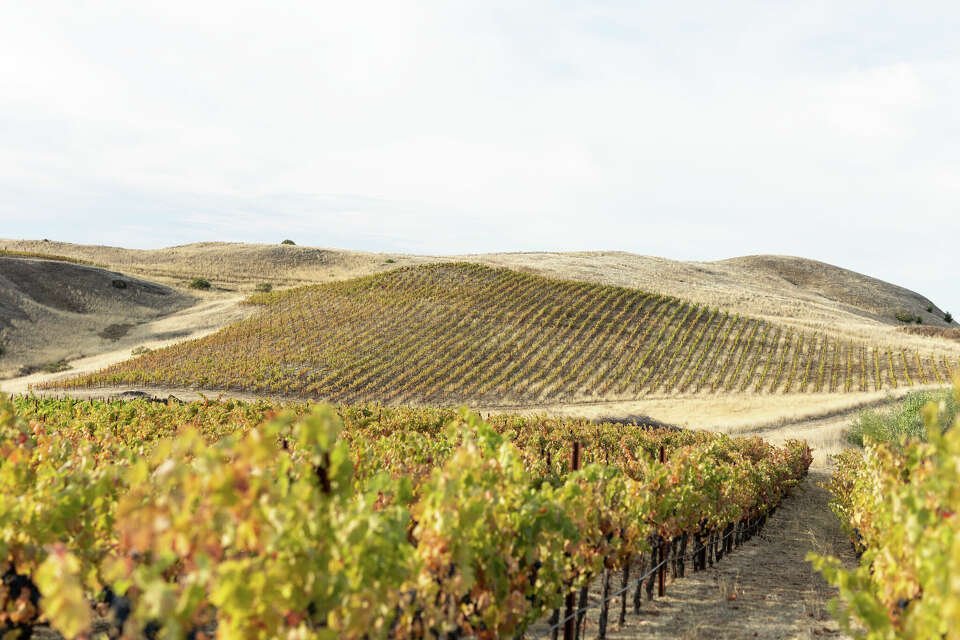 Halcón Vineyards winery in Yorkville, United States