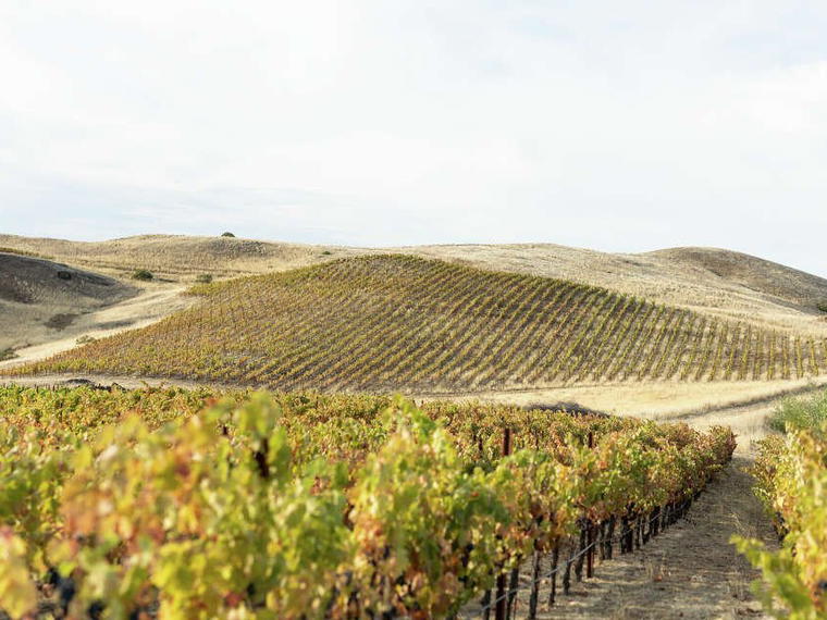 Halcón Vineyards, Yorkville, United States