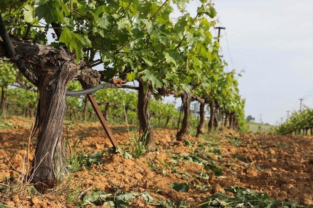 Anatolikos Vineyards winery in Xanthi, Greece