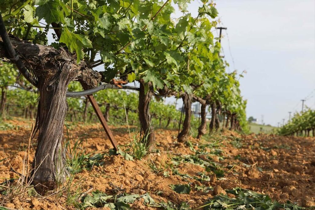 Anatolikos Vineyards winery in Xanthi, Greece