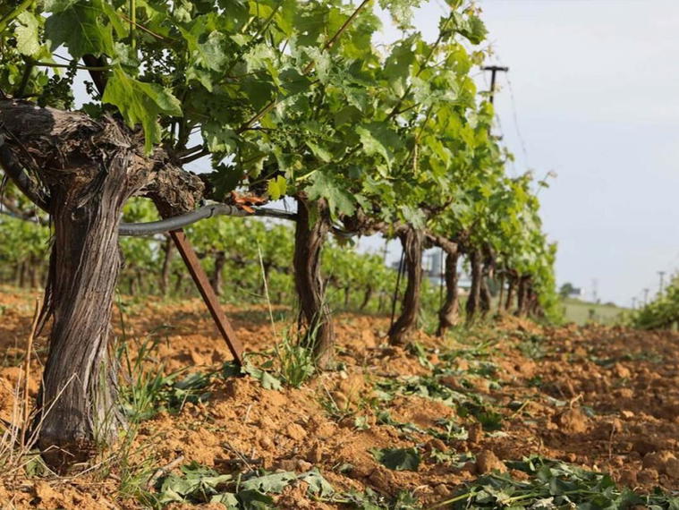 Anatolikos Vineyards, Xanthi, Greece