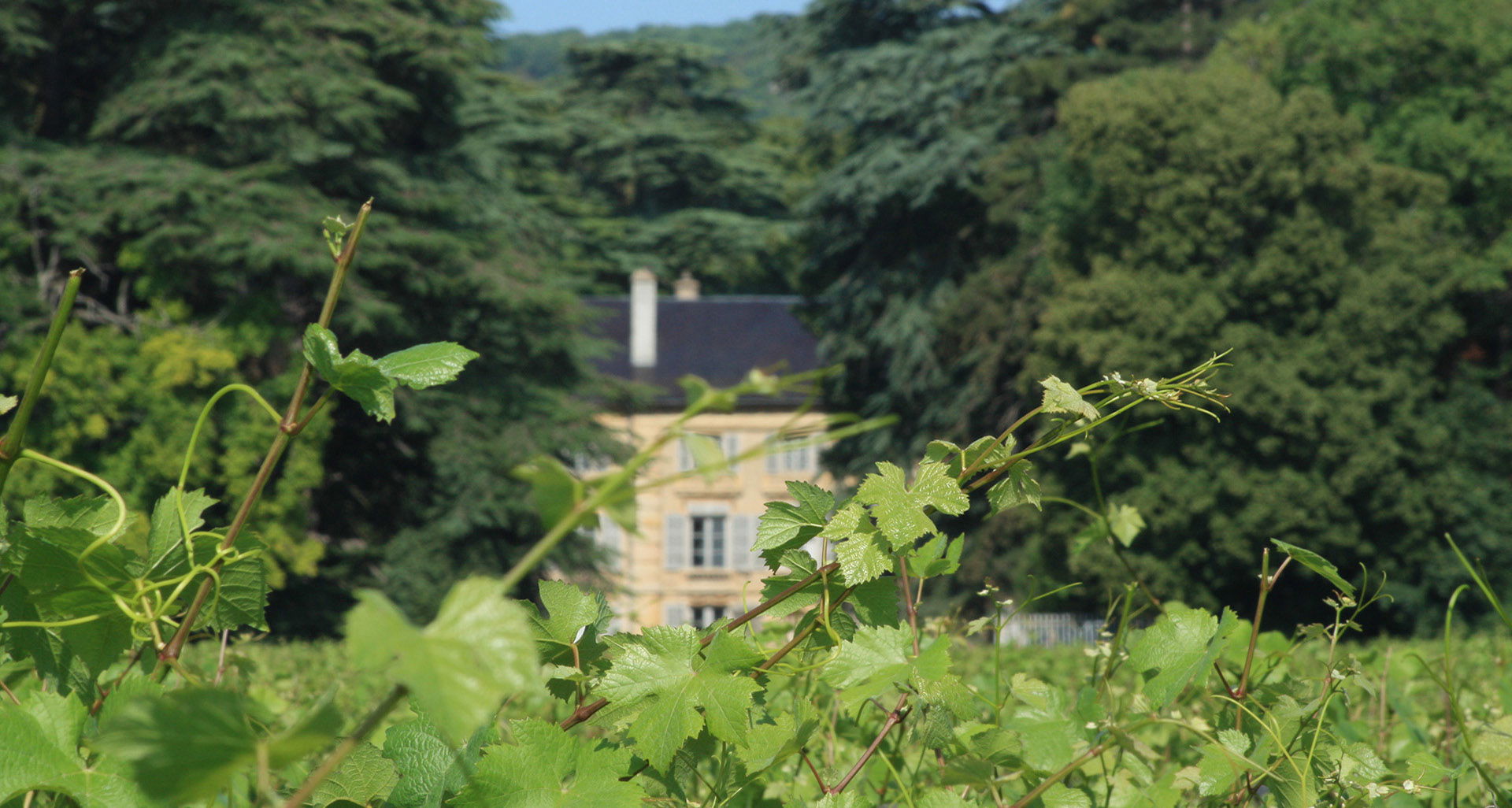 Domaine Henri Rebourseau, Winery in Gevrey-Chambertin