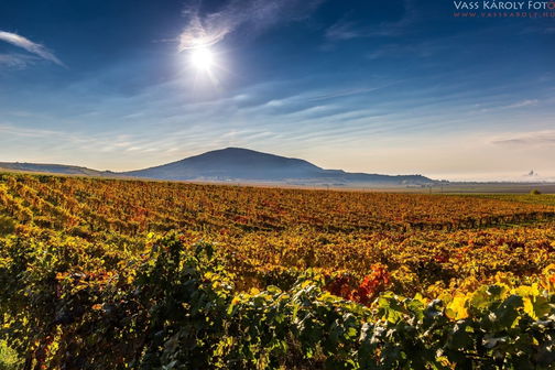 Csányi Winery
