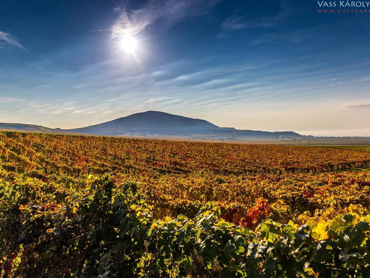 Csányi Winery, Villány, Hungary