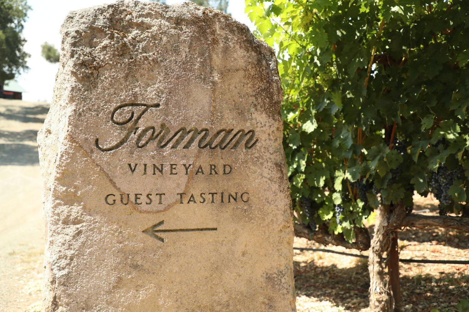 Forman Vineyard, Winery in St. Helena