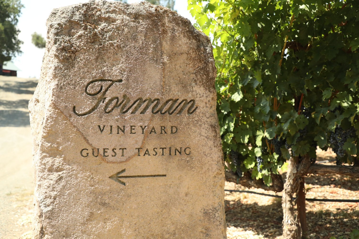 Forman Vineyard