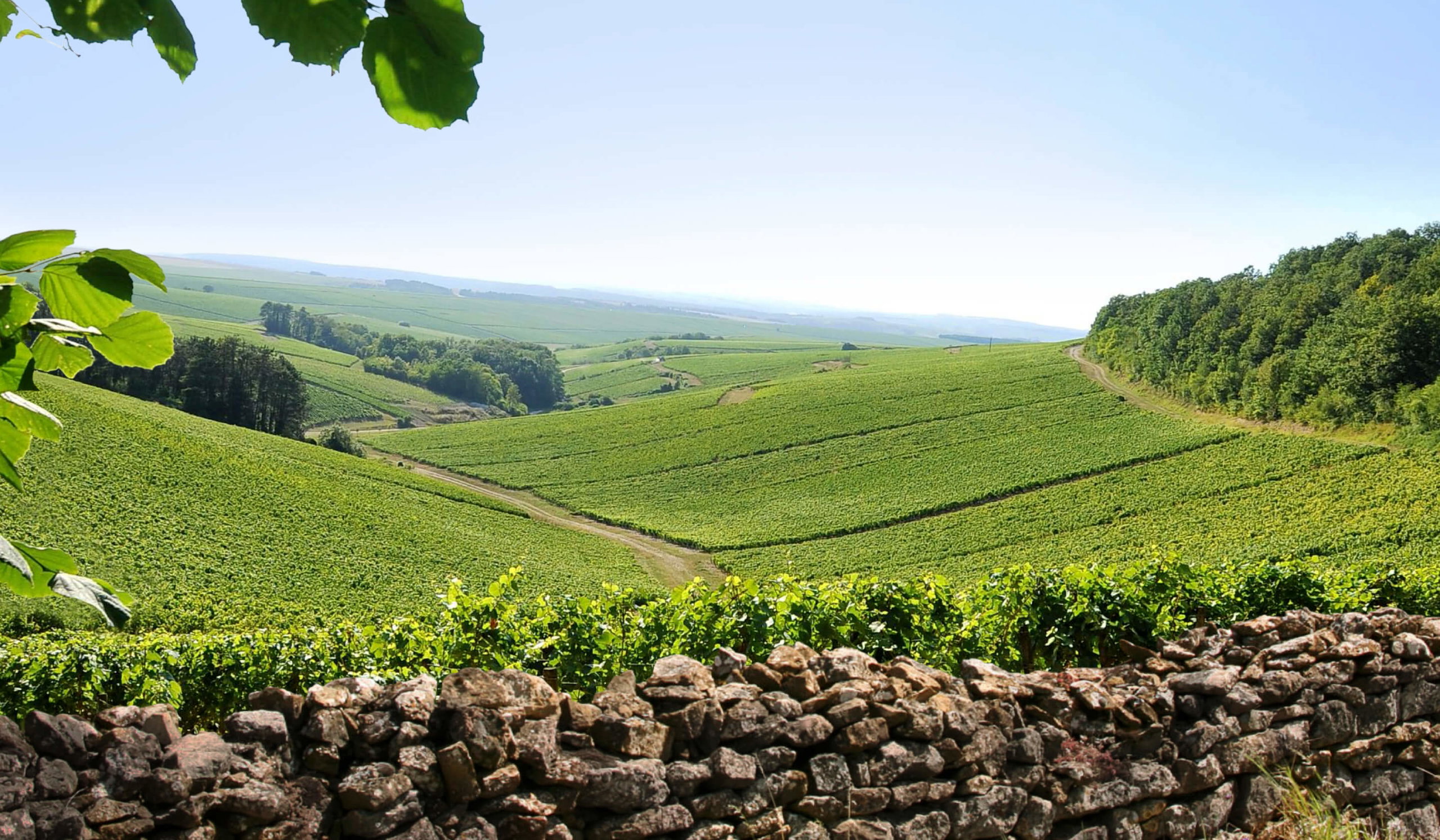 Maison Louis Jadot