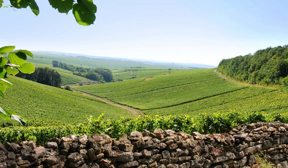 Maison Louis Jadot